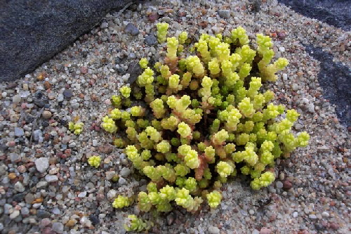 sedum acre cv.yellow queen